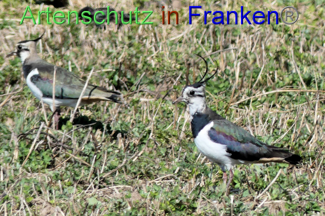 © Artenschutz in Franken® / Bernhard Schmalisch Bild zum Eintrag (1064702-160)