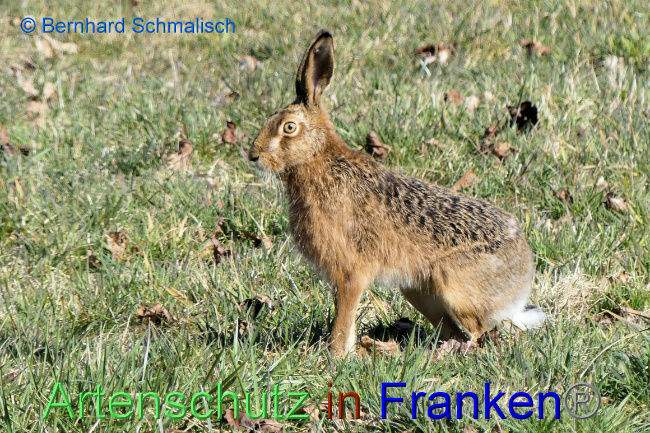© Artenschutz in Franken® / Bernhard Schmalisch Bild zum Eintrag (1064712-160)