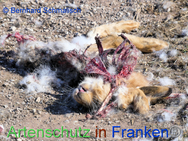 © Artenschutz in Franken® / Bernhard Schmalisch Bild zum Eintrag (1064796-160)