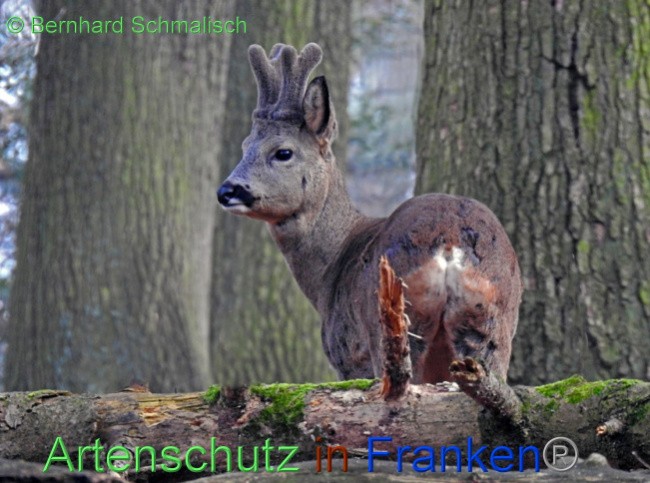 © Artenschutz in Franken® / Klaus Sanwald Bild zum Eintrag (1064810-160)