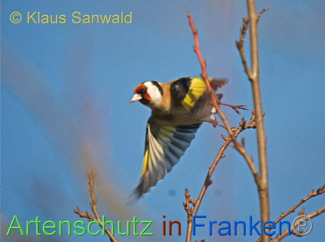 © Artenschutz in Franken® / Klaus Sanwald Bild zum Eintrag (1064854-160)