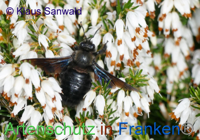 © Artenschutz in Franken® / Klaus Sanwald Bild zum Eintrag (1064856-160)