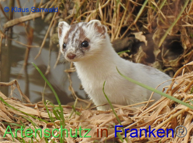 © Artenschutz in Franken® / Klaus Sanwald Bild zum Eintrag (1065224-160)