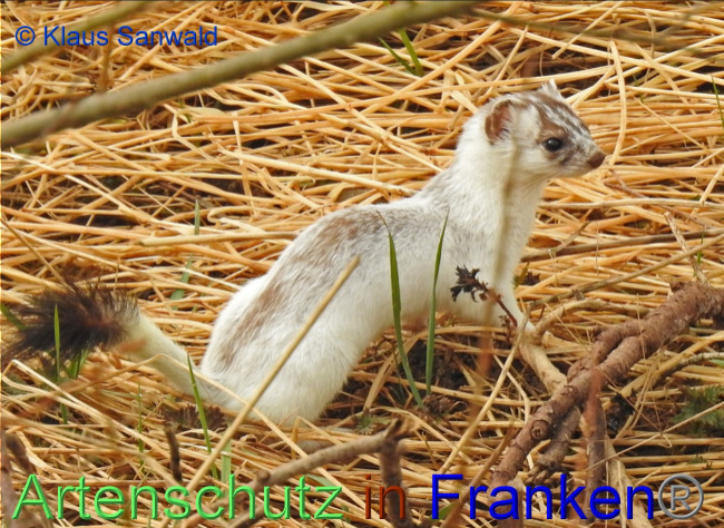© Artenschutz in Franken® / Klaus Sanwald Bild zum Eintrag (1065225-160)