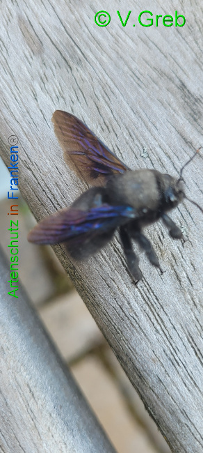 © Artenschutz in Franken® / Volkmar Greb Bild zum Eintrag (1065805-160)