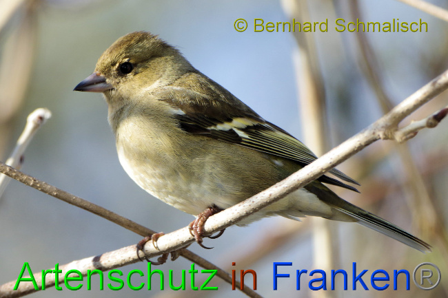 © Artenschutz in Franken® / Bernhard Schmalisch Bild zum Eintrag (1065911-160)
