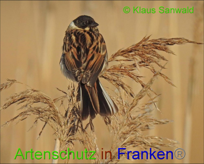 © Artenschutz in Franken® / Klaus Sanwald Bild zum Eintrag (1066167-160)