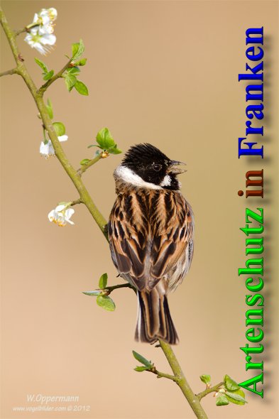 Copyright AiS - Werner Oppermann - www.vogelbilder.com Bild zum Eintrag (1066168-160)