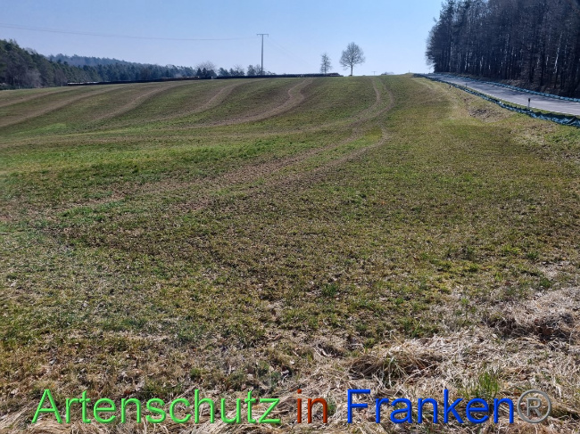 © Artenschutz in Franken® Bild zum Eintrag (1066209-160)