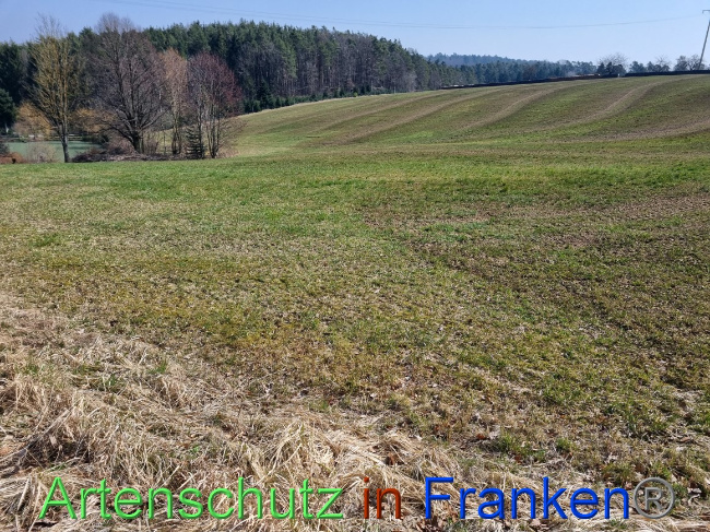 © Artenschutz in Franken® Bild zum Eintrag (1066210-160)