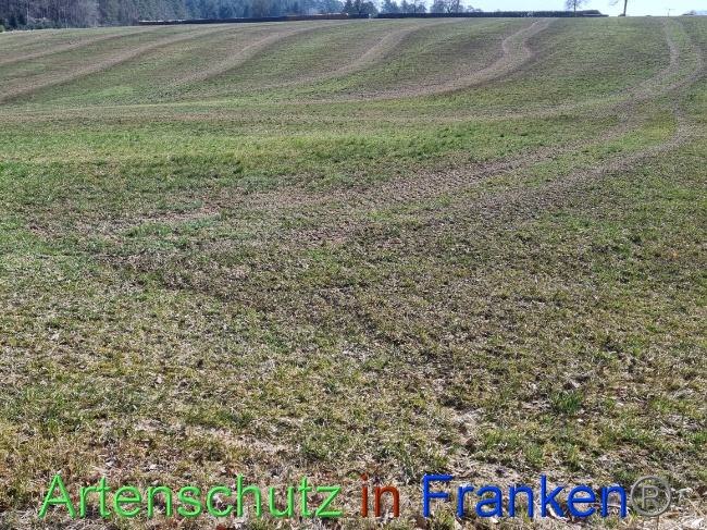 © Artenschutz in Franken® Bild zum Eintrag (1066211-160)