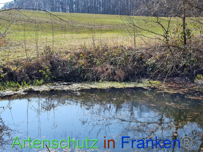 © Artenschutz in Franken® Bild zum Eintrag (1066213-160)