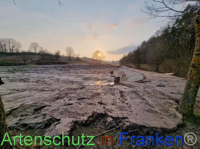 © Artenschutz in Franken® Bild zum Eintrag (1066225-160)