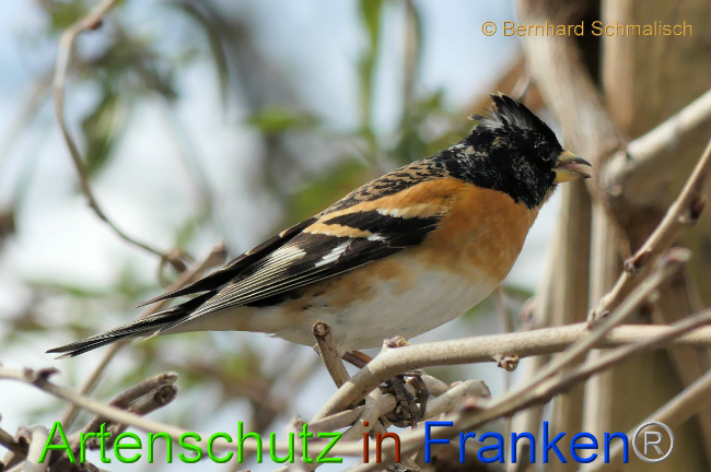 © Artenschutz in Franken® / Bernhard Schmalisch Bild zum Eintrag (1066273-160)