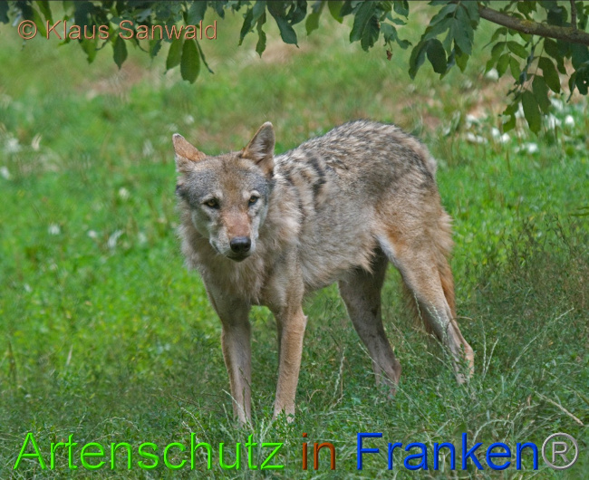 © Artenschutz in Franken® / Klaus Sanwald Bild zum Eintrag (1066391-160)