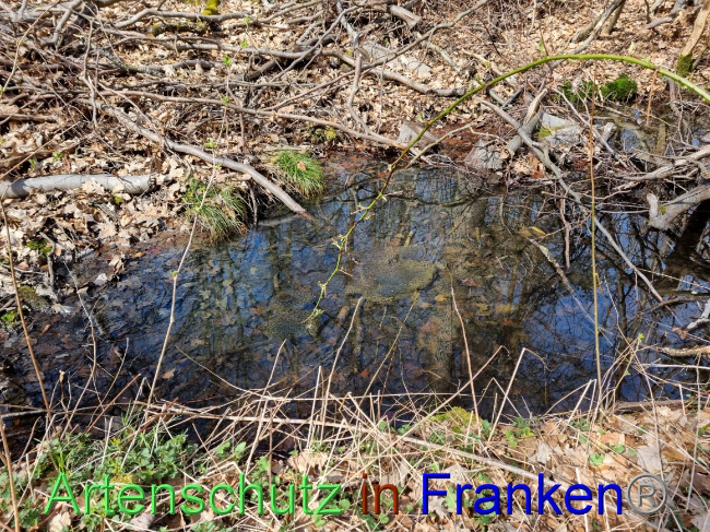 © Artenschutz in Franken® Bild zum Eintrag (1066547-160)