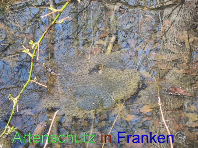 © Artenschutz in Franken® Bild zum Eintrag (1066548-160)