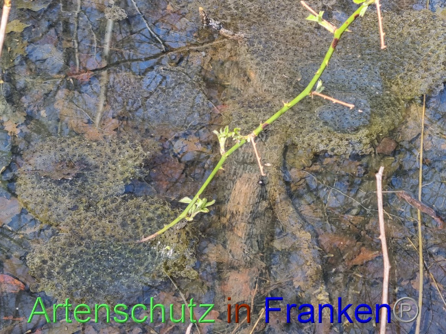 © Artenschutz in Franken® Bild zum Eintrag (1066550-160)
