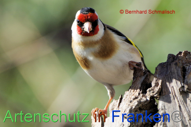 © Artenschutz in Franken® / Bernhard Schmalisch Bild zum Eintrag (1066735-160)