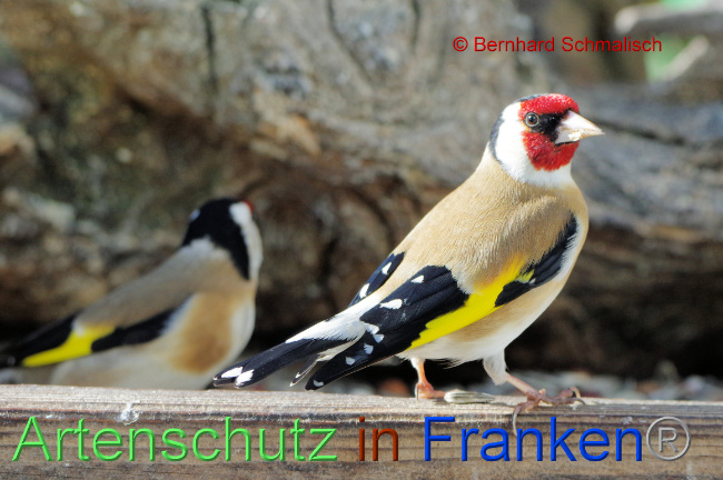 © Artenschutz in Franken® / Bernhard Schmalisch Bild zum Eintrag (1066736-160)