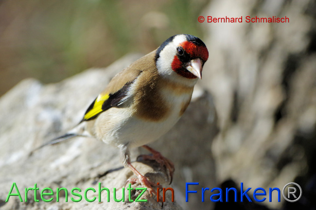 © Artenschutz in Franken® / Bernhard Schmalisch Bild zum Eintrag (1066738-160)