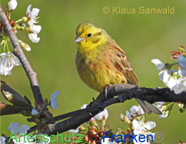 © Artenschutz in Franken® / Klaus Sanwald Bild zum Eintrag (1066826-160)