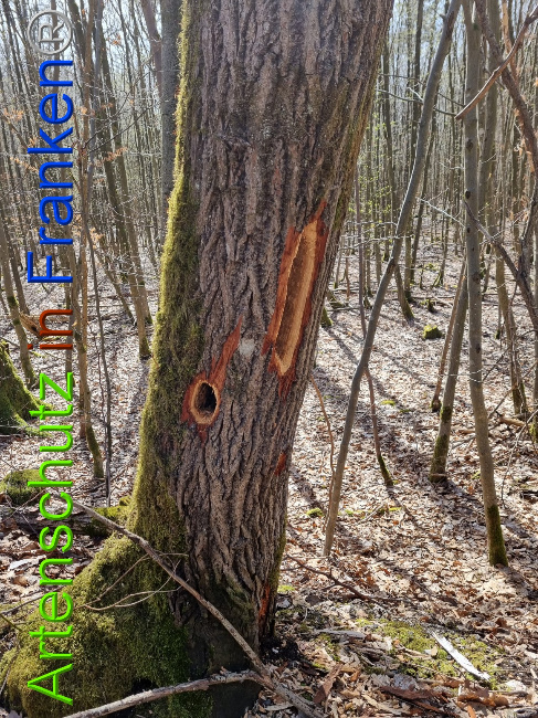 © Artenschutz in Franken® Bild zum Eintrag (1066854-160)