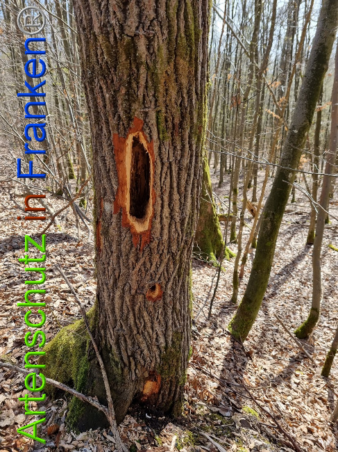 © Artenschutz in Franken® Bild zum Eintrag (1066856-160)
