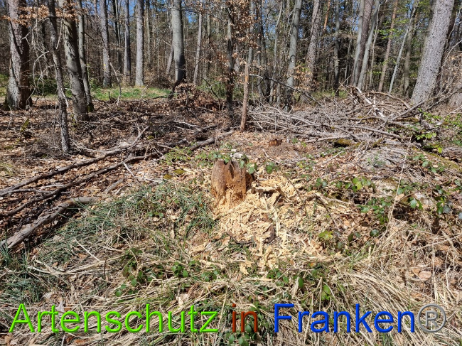 © Artenschutz in Franken® Bild zum Eintrag (1066905-160)