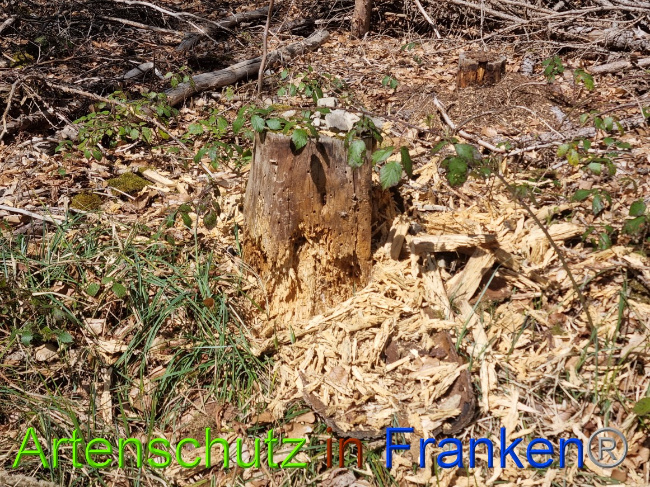 © Artenschutz in Franken® Bild zum Eintrag (1066906-160)