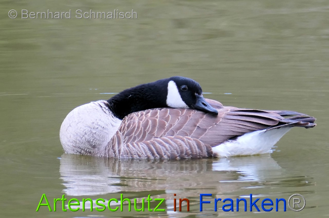 © Artenschutz in Franken® / Bernhard Schmalisch Bild zum Eintrag (1067100-160)