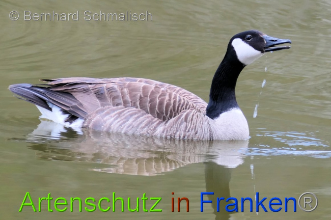 © Artenschutz in Franken® / Bernhard Schmalisch Bild zum Eintrag (1067101-160)