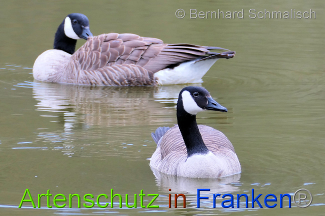 © Artenschutz in Franken® / Bernhard Schmalisch Bild zum Eintrag (1067103-160)