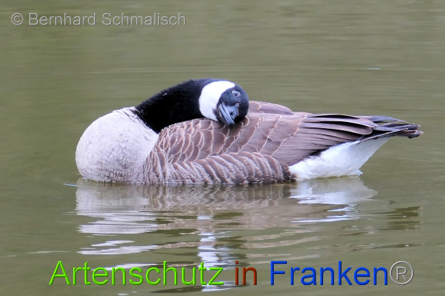 © Artenschutz in Franken® / Bernhard Schmalisch Bild zum Eintrag (1067104-160)