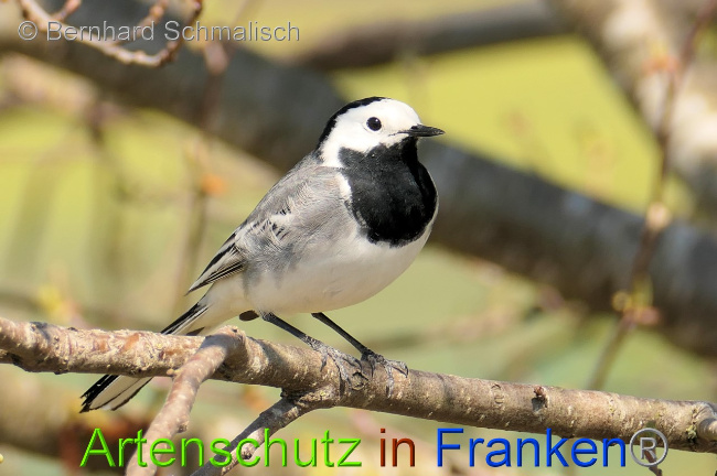 © Artenschutz in Franken® / Bernhard Schmalisch Bild zum Eintrag (1067112-160)