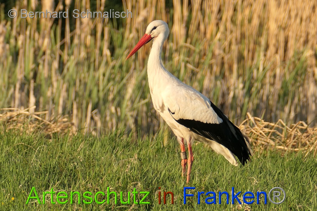 © Artenschutz in Franken® / Bernhard Schmalisch Bild zum Eintrag (1067117-160)