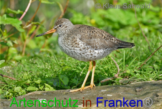© Artenschutz in Franken® / Klaus Sanwald Bild zum Eintrag (1067185-160)