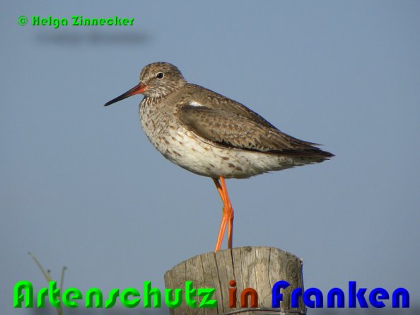 Copyright AiS Helga Zinnecker Bild zum Eintrag (1067187-160)