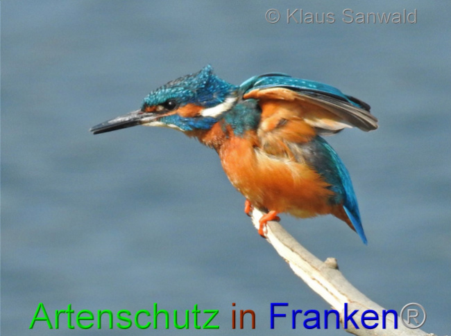 © Artenschutz in Franken® / Klaus Sanwald Bild zum Eintrag (1067199-160)