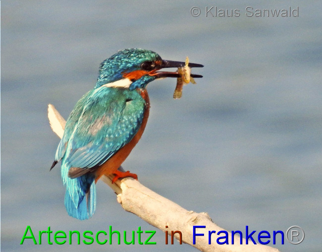 © Artenschutz in Franken® / Klaus Sanwald Bild zum Eintrag (1067200-160)