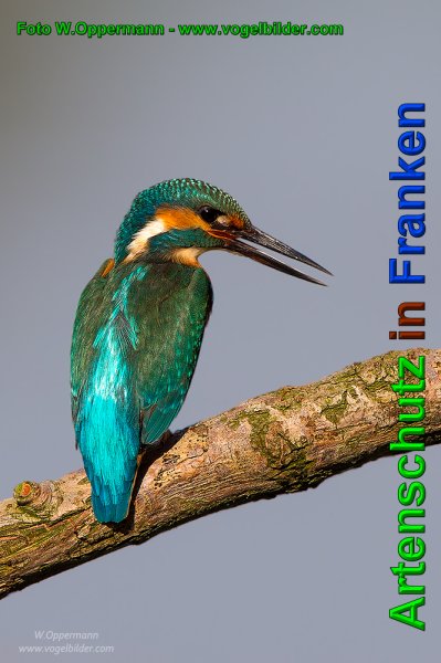 Copyright AiS - Werner Oppermann - www.vogelbilder.com Bild zum Eintrag (1067203-160)