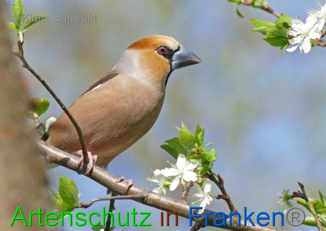 © Artenschutz in Franken® / Klaus Sanwald Bild zum Eintrag (1067324-160)