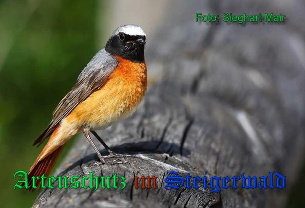 Copyright AiS Sieghart Mair Bild zum Eintrag (1067407-160)