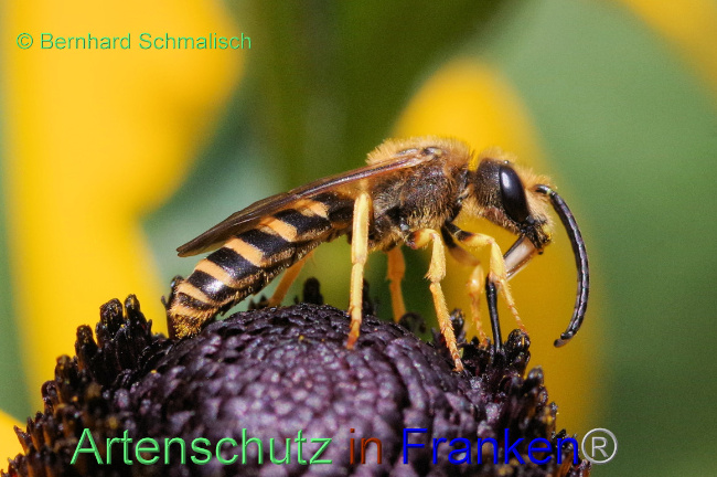 © Artenschutz in Franken® / Bernhard Schmalisch Bild zum Eintrag (1067469-160)