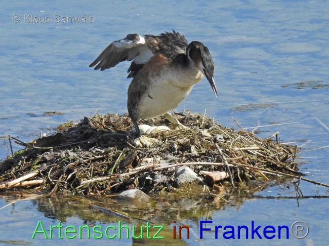 © Artenschutz in Franken® / Klaus Sanwald Bild zum Eintrag (1067488-160)