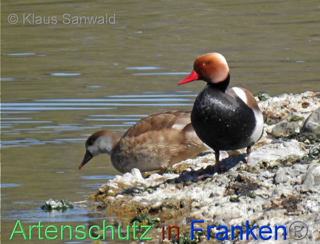 © Artenschutz in Franken® / Klaus Sanwald Bild zum Eintrag (1067506-160)