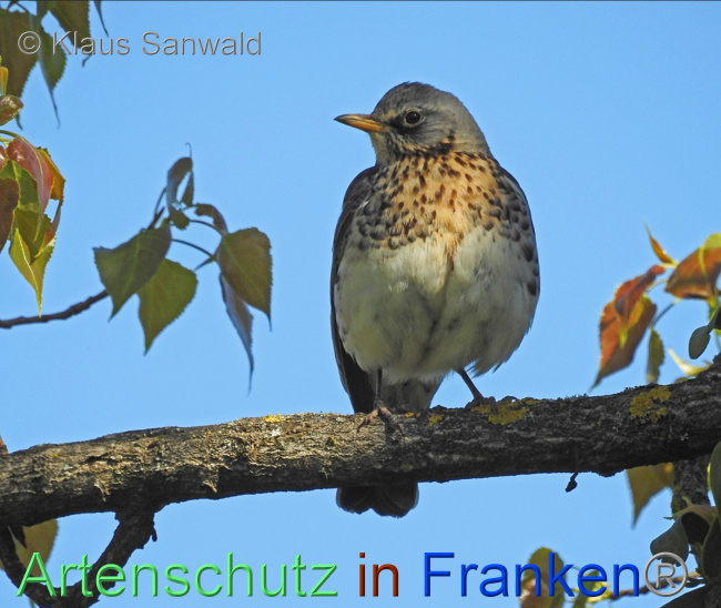 © Artenschutz in Franken® / Klaus Sanwald Bild zum Eintrag (1067508-160)