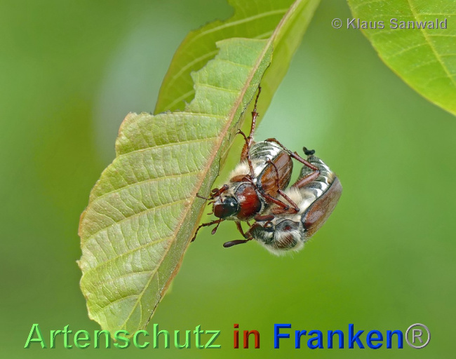 © Artenschutz in Franken® / Klaus Sanwald Bild zum Eintrag (1067732-160)