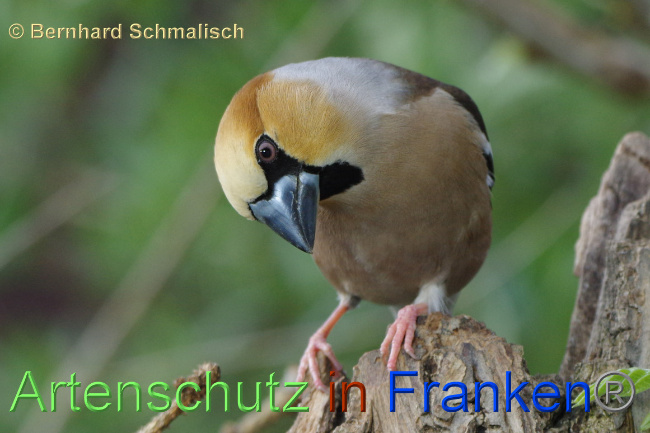 © Artenschutz in Franken® / Bernhard Schmalisch Bild zum Eintrag (1068177-160)