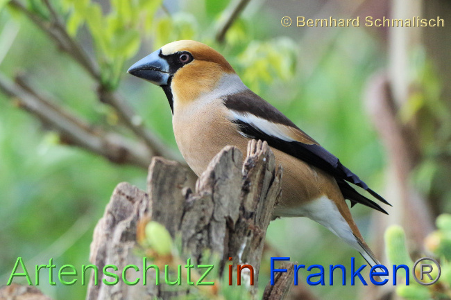© Artenschutz in Franken® / Bernhard Schmalisch Bild zum Eintrag (1068181-160)